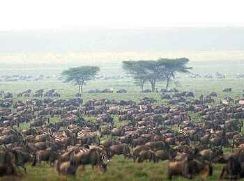 Lamai Serengeti: Gnuherde Lamai Serengeti: Gnuherde