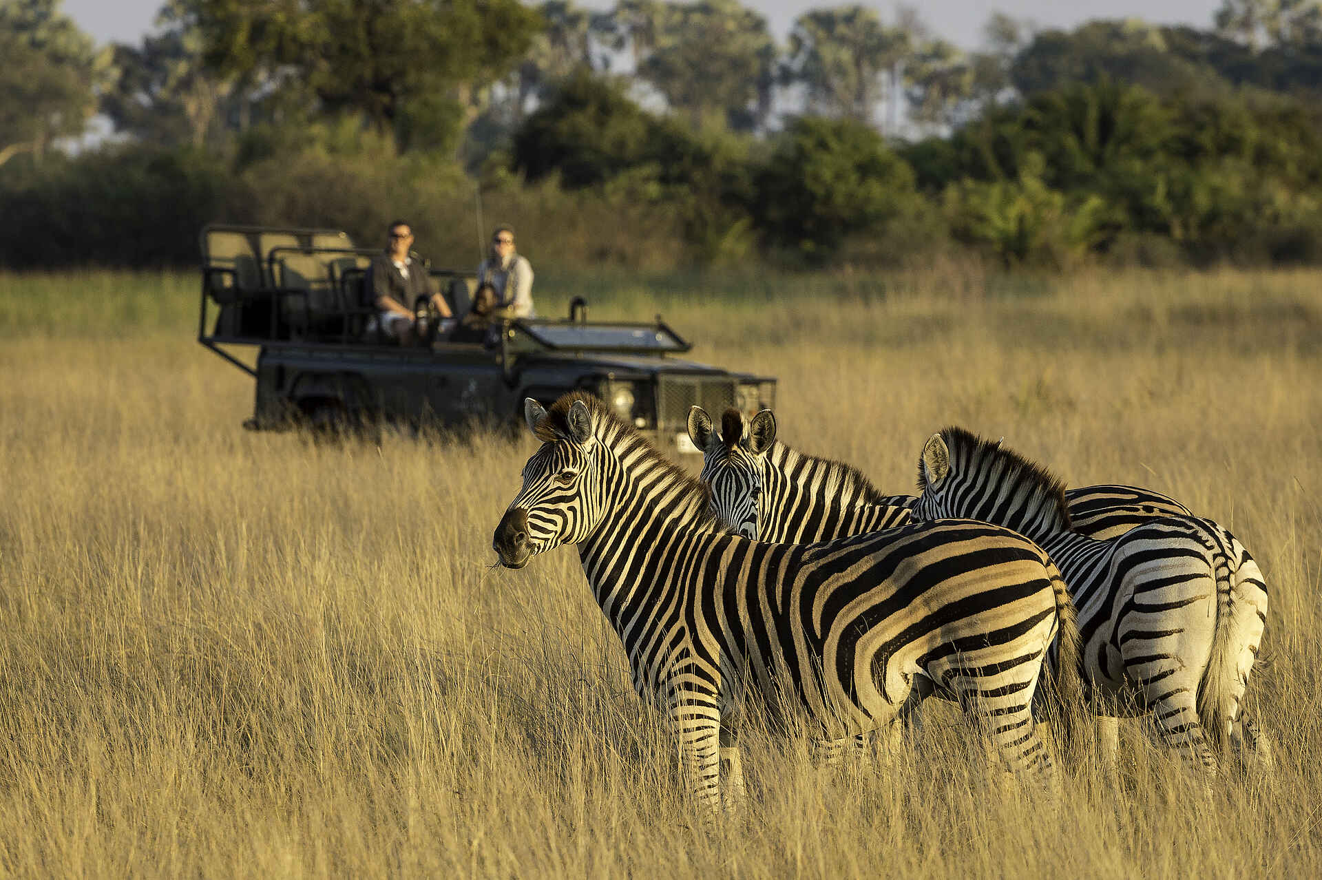 Hunda Island, Leoparden, Little Tubu, NG 25, Okavango-Delta, Wilderness Safaris, Xene River, Game Drive, Gnu, Wildebeest, Zebras, Afrikarma, Afrikarma Safaris, Afrikarma.de