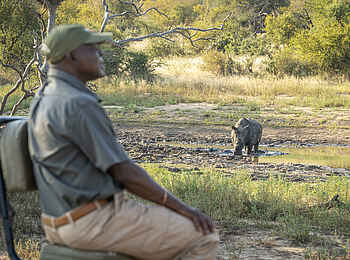 Mohlabetsi Safari Lodge: Begegnung mit einem Nashorn Mohlabetsi Safari Lodge: Begegnung mit einem Nashorn