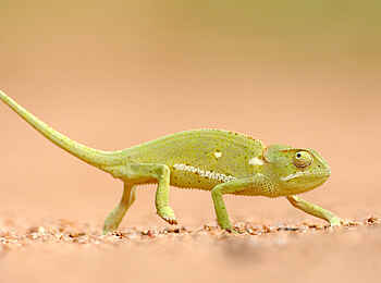 Motswari Game Lodge: Chamäleon