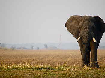 Mukambi Fig Tree Bush Camp: Ein Elefant durchquert einsam die Prärie