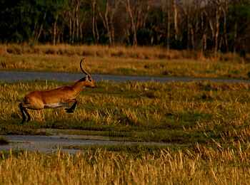 Mukambi Fig Tree Bush Camp: Ein Litschi-Wasserbock im Sprung