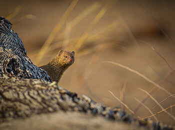 Norman Carr Safaris: Manguste