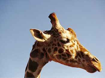 Ol Pejeta Bush Camp: Giraffe im Profil Ol Pejeta Bush Camp: Giraffe im Profil