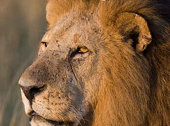 Ol Pejeta Bush Camp: Löwe