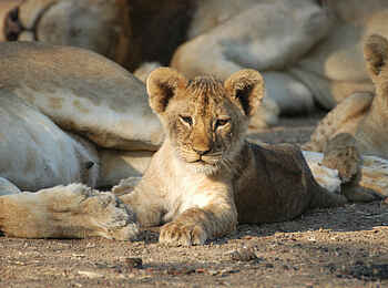 Robin Pope Safaris: Löwenbaby bei der Mutter