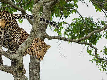 Roving Bushtops Camp: Leopard