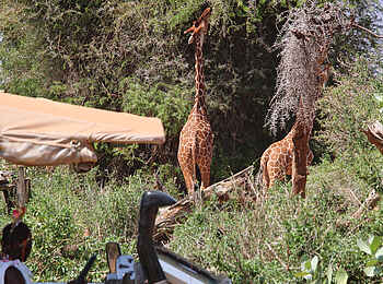 Saruni Samburu: Pirschfahrt mit Giraffen