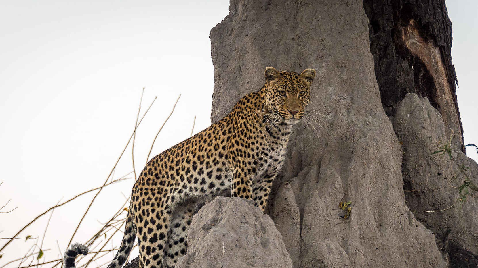 Savuti Camp: Leopard