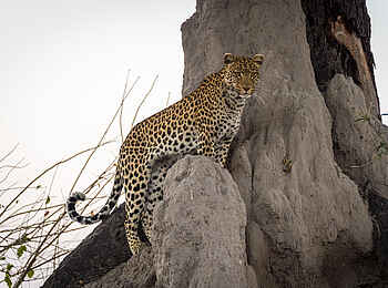 Savuti Camp: Leopard