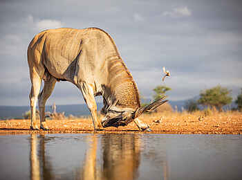 Soroi Leopards Lair Cottages: Elandantilope beim trinken