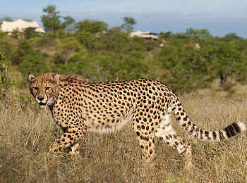 The Elephant Camp: Sylvester, der Gepard