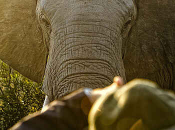 Thornybush Game Lodge: Ein Elefant Thornybush Game Lodge: Ein Elefant