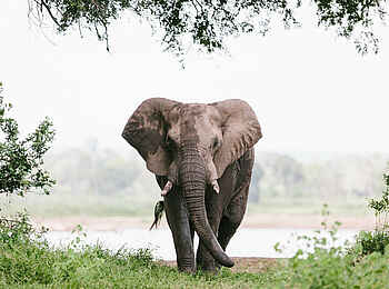 Chilo Ivory Trail Adventure: Alter Elefant am Runde River