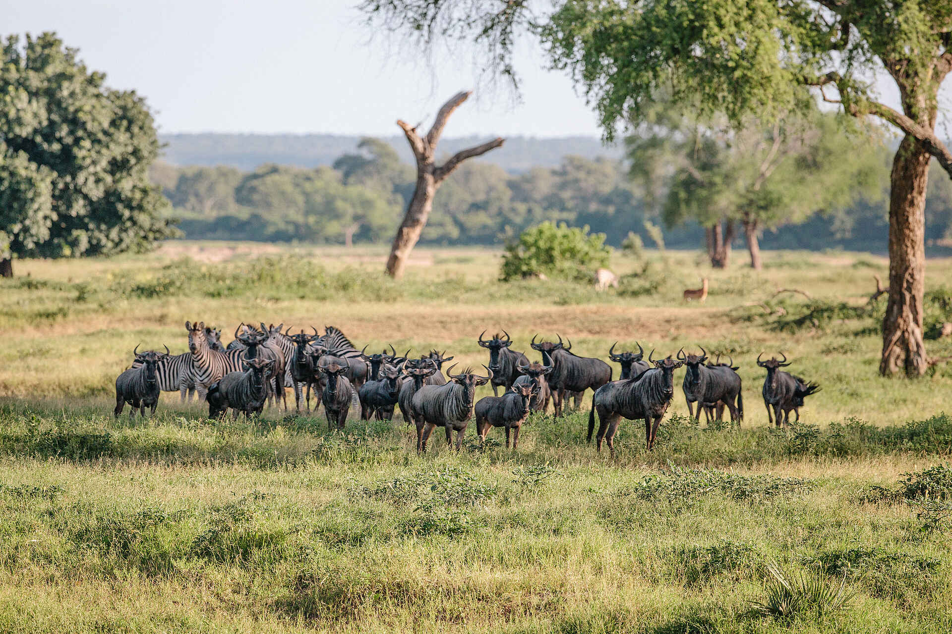 Chilo Ivory Trail Adventure: Gnus und Zebras Chilo Gorge Safari Lodge, Chilo Ivory Trail Adventure, Game Drive Vehicle, Safari, Tierbeobachtung, Tiere, Vögel, Antilope, Gnu, Wildebeest, afrikarma, Afrikarma Safaris, Afrikarma Safaris - Wildnis. Hautnah., afrikarma.de