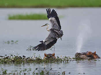 Chilo Ivory Trail Adventure: Grey Heron