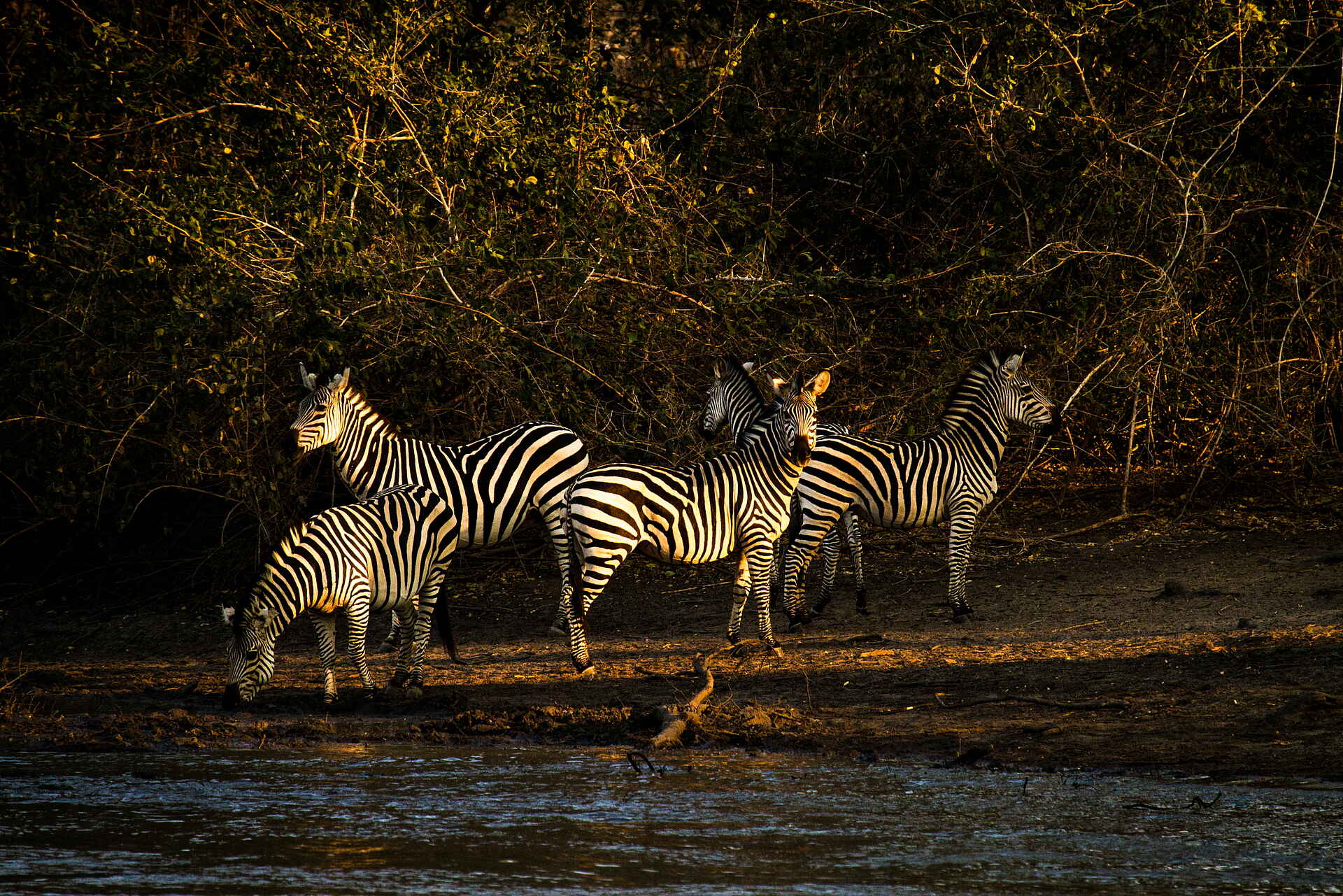 Kanga Expeditions: Zebra