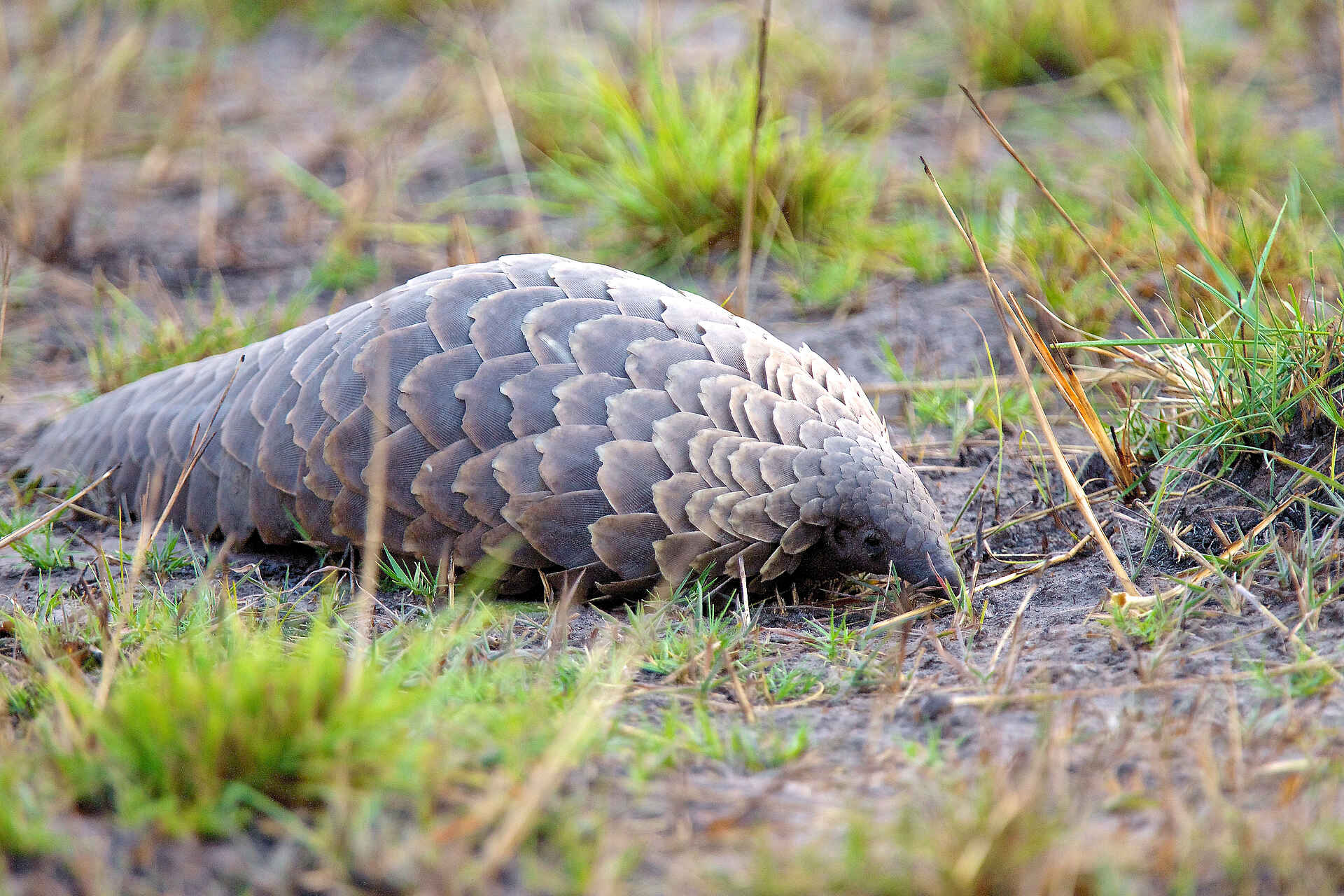 Konkamoya Lodge: Pangolin