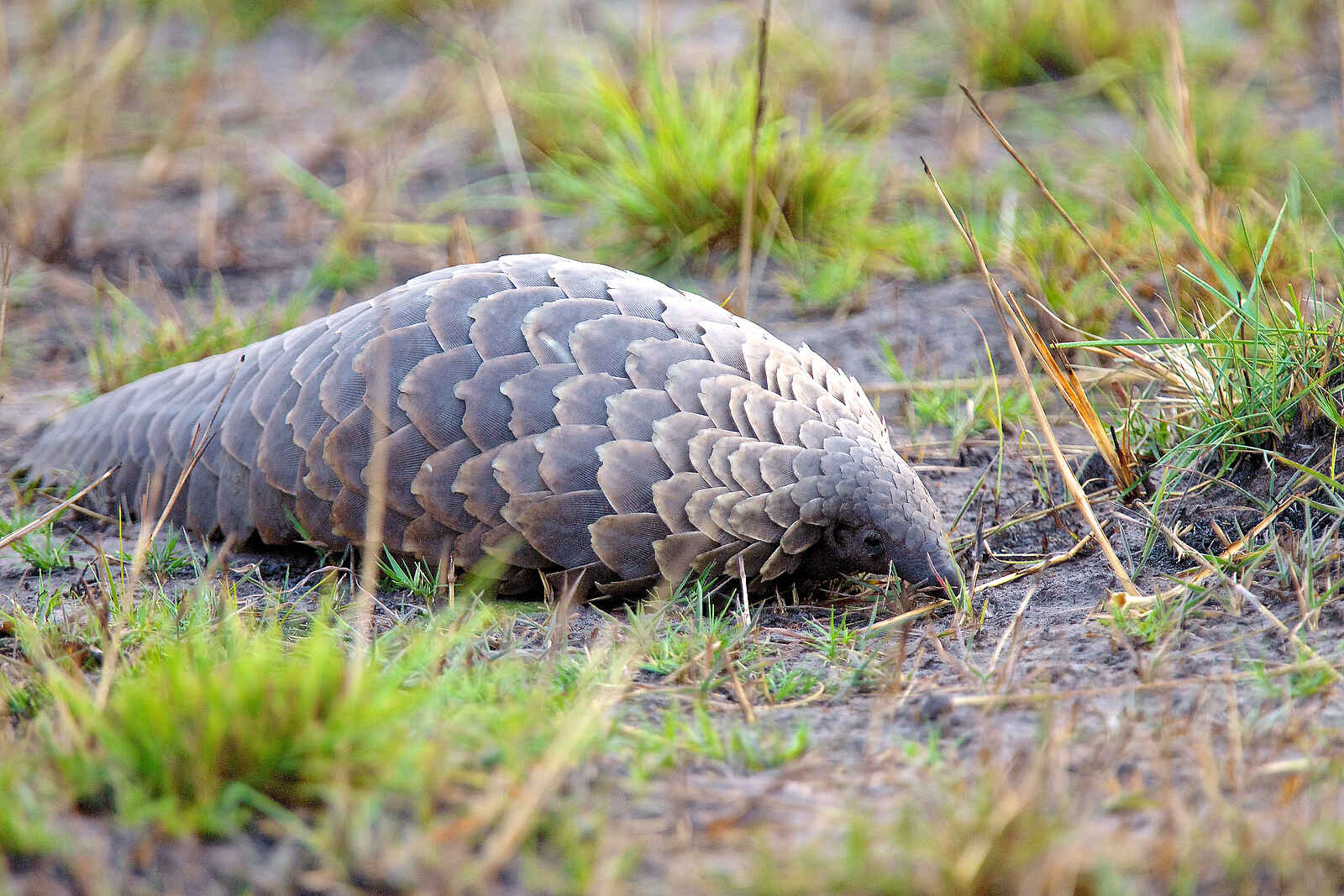 Konkamoya Lodge: Pangolin Konkamoya Lodge: Pangolin