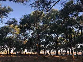 Kutali Flycamp: Lage unter Bäumen Kutali Flycamp: Lage unter Bäumen