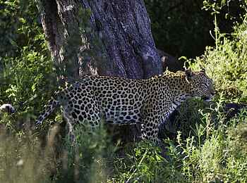 Kwetsani Camp: Leopard Kwetsani Camp: Leopard