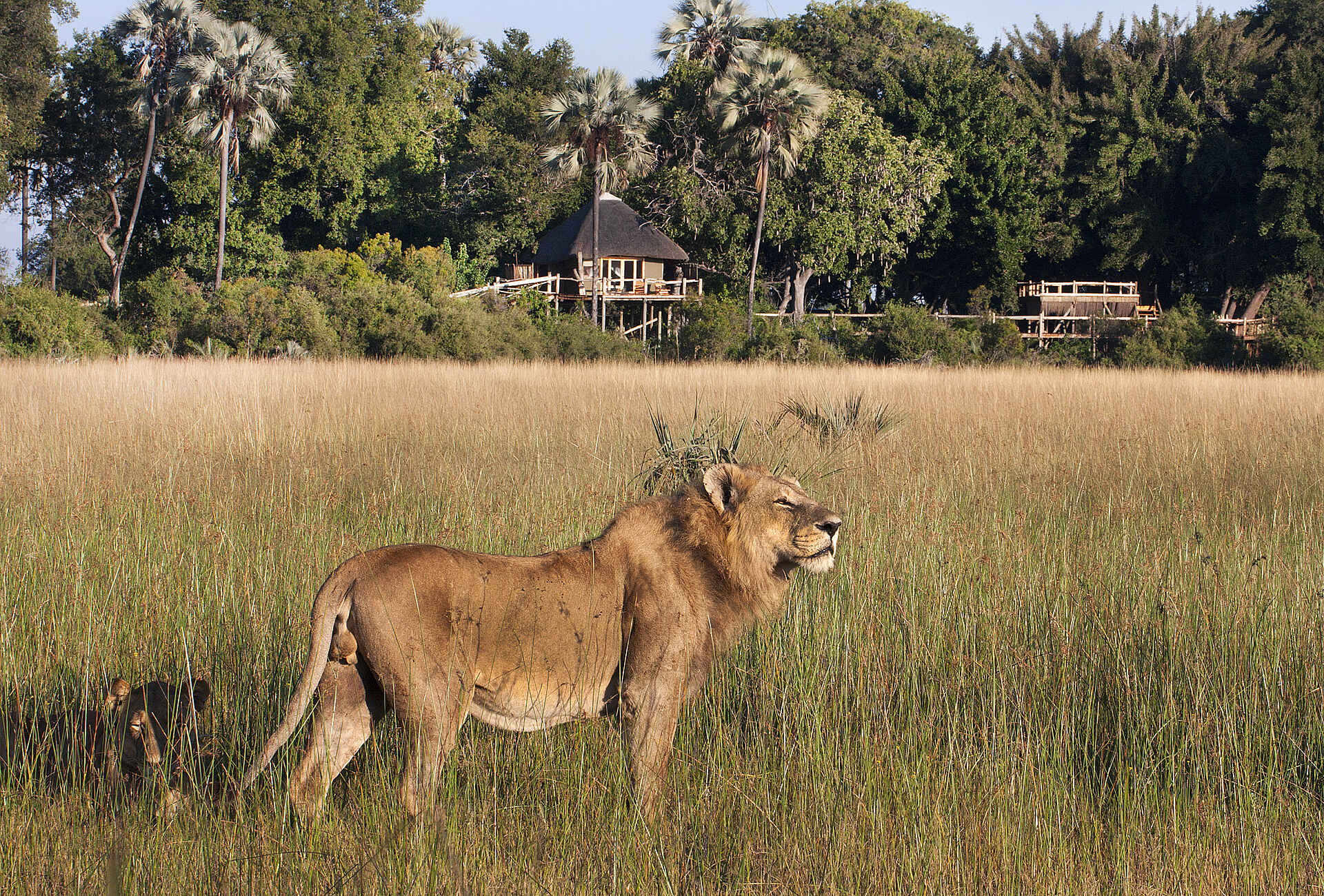 Kwetsani Camp: Löwe vor der Lodge Afrikarma, Afrikarma Safaris, Afrikarma Safaris - Wildnis. Hautnah., Afrikarma.de, Kwetsani Camp, Bäume, langes Gras, Löwe, Treehouse Chalet