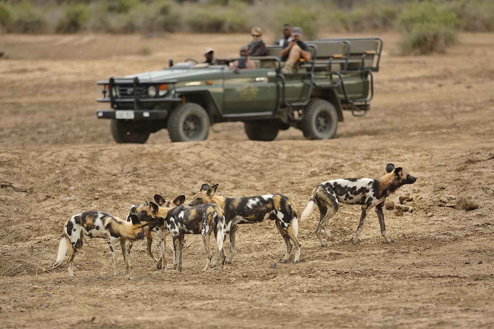 Lion Camp: Fünf Wildhunde Lion Camp: Fünf Wildhunde