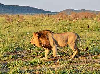 Motswiri Private Safari Lodge: Ein Löwe schlendert am Pirschwagen vorbei Motswiri Private Safari Lodge: Ein Löwe schlendert am Pirschwagen vorbei
