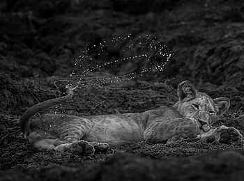 Ntemwa Busanga Bushcamp: Zuckender Löwenschwanz