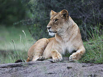 Richards River Camp: Liegende Löwin Richards River Camp: Liegende Löwin