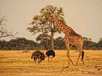 Somalisa Camp: Zwei Vogelstrauße und eine Giraffe Somalisa Camp: Zwei Vogelstrauße und eine Giraffe