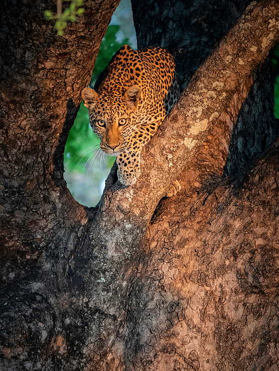 Time + Tide Chinzombo: Leopard auf der Pirsch Time + Tide Chinzombo: Leopard auf der Pirsch