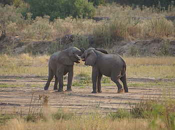 Ubuyu Lodge: Elefanten