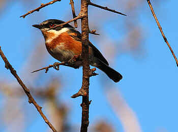 Big Cave Camp: Vogelparadies