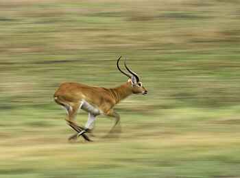 Busanga Bush Camp: Antilope in vollem Lauf Busanga Bush Camp: Antilope in vollem Lauf