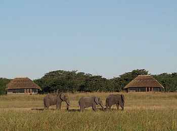 Camp Hwange: Drei Elefanten vor dem Camp