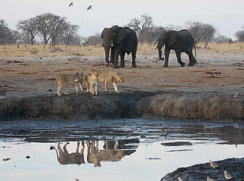 Camp Hwange: Treffpunkt Wasserloch