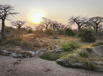 Charlie Ruaha Safari Camp: wandern zwischen Baobabs