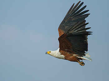 Chobe Game Lodge: Adler 