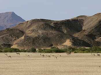 Damaraland Camp: Springbockherde