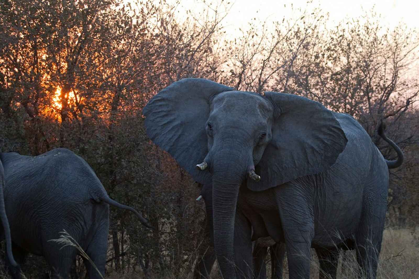 Ghoha Hills Savuti Lodge: Warmherzige Riesen Ghoha Hills Savuti Lodge: Warmherzige Riesen