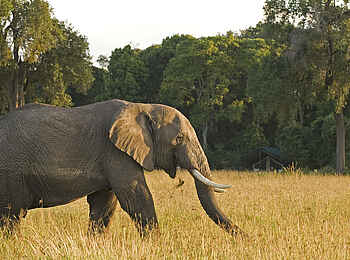 Governors' Camp: Elefant Governors' Camp: Elefant