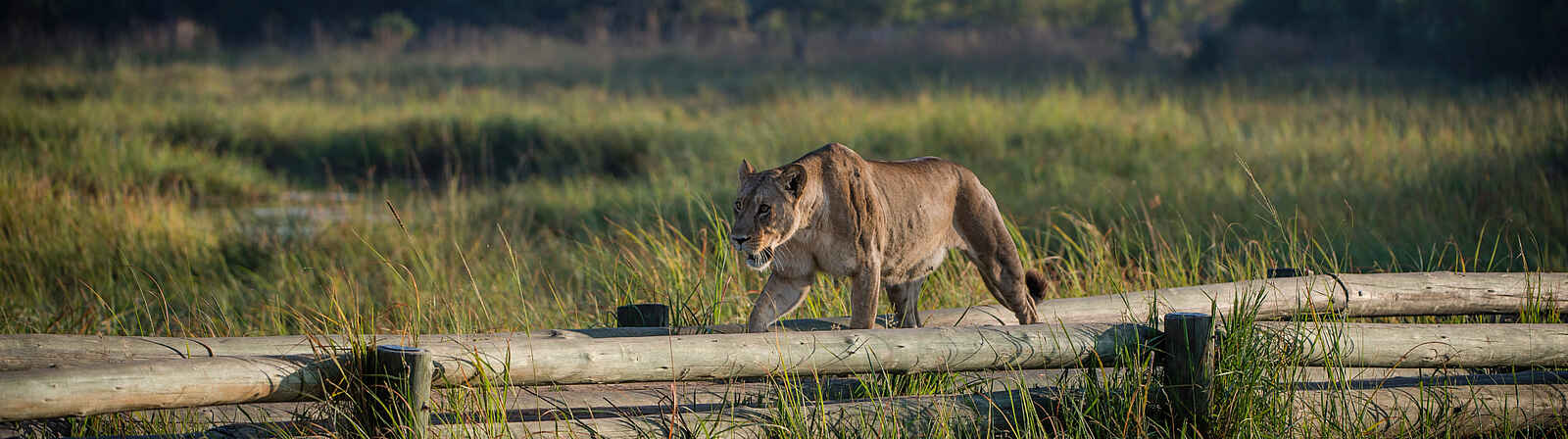 Elephant Pan Camp: Löwensichtung Elephant Pan Camp: Löwensichtung