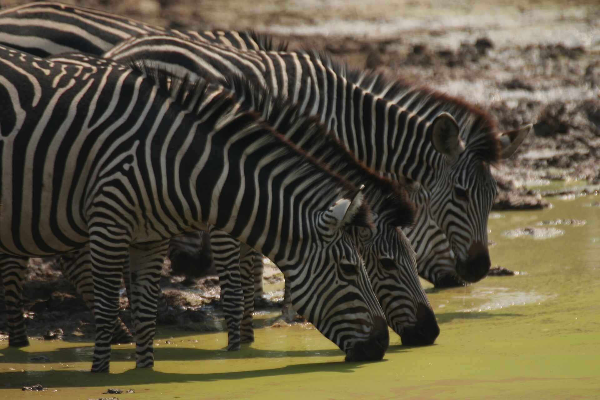 Kafunta, Kafunta River Lodge, Luangwa, South Luangwa National Park, Wasserloch, Zebras, Ron und Anke Cowan