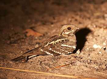 KaingU Safari Lodge: Nachtschwalbe