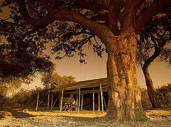 Kigelia Camp: Gästezelt neben einem Kigelia-Baum Kigelia Camp: Gästezelt neben einem Kigelia-Baum