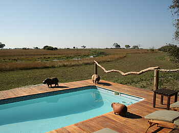 Lebala Camp: Plunge Pool