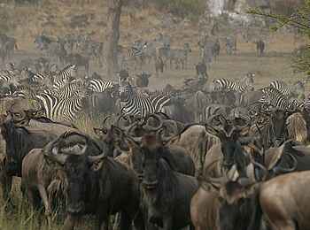 Lemala Mara Tented Camp: Die große Migration