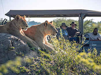 Little Mombo Camp: Löwen