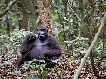 Loango Savannah Camp: Gorilla